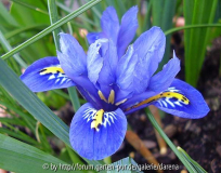 Iris reticulata - Mutation 2