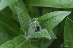 Bergflockenblume Knospe
