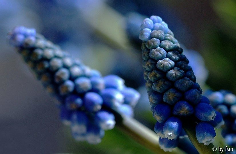 Muscari 3