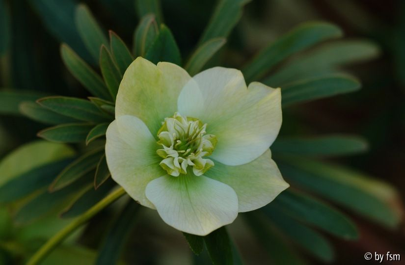 Helleborus Coen van Pouke 1