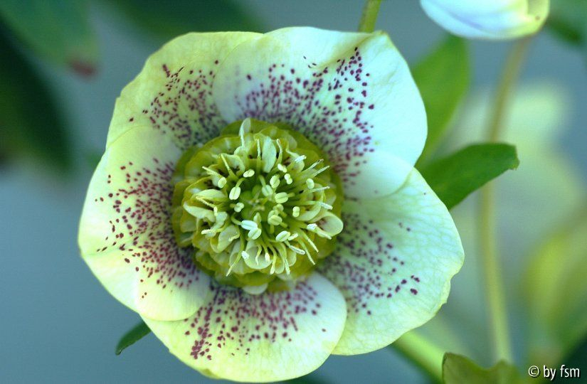 Helleborus Marnis 2