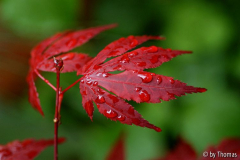 Acer rubrum Blatt mit Tropfen