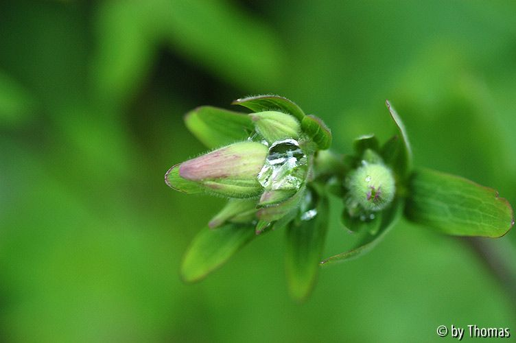 Akelei Blüte noch geschlossen mit Tropfen