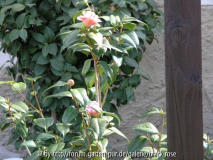 Camellia jap. Oki-no -nami