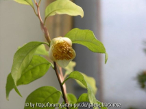 Camellia Liberofilamenta