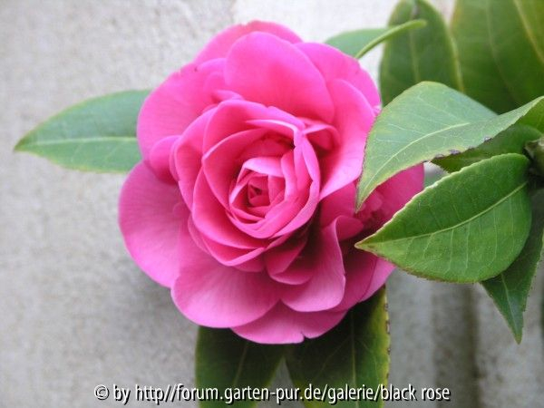 Camellia hyb. Debby