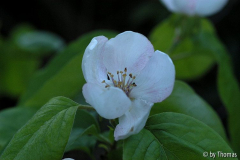 Cydonia Blüte
