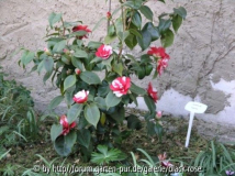 die Camellia Jap. Gigantea