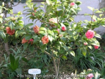 die Camellia jap. Marie Bracey varigated