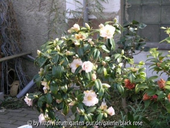 die Camellia jap.Hagoromo