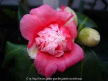japonica 'Momoiro-bokuhan'
