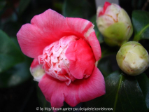japonica 'Momoiro-bokuhan'
