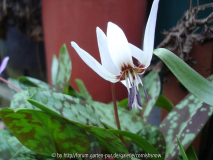 Erythronium dens-canis - weiß