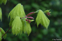 Acer shirasawanum aureum