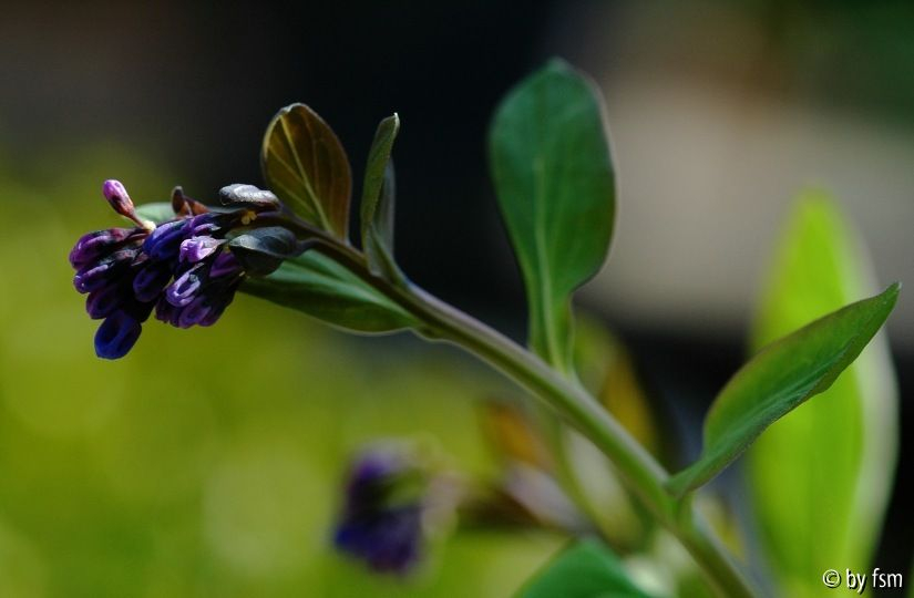 Mertensia