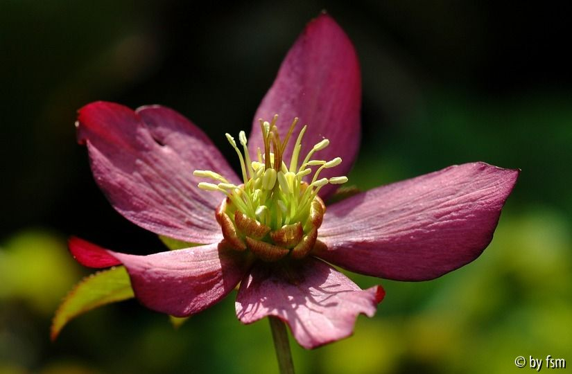 Helleborus Schmiemann