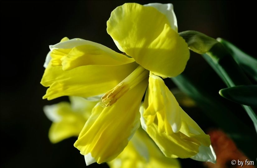 Narcissus