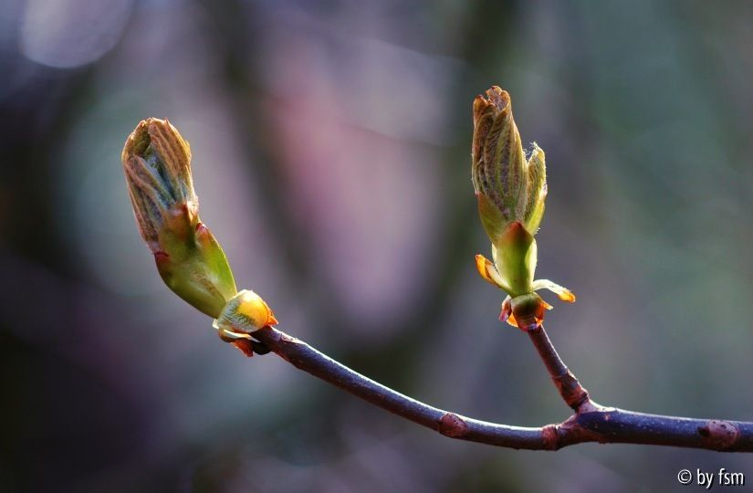 Castanea