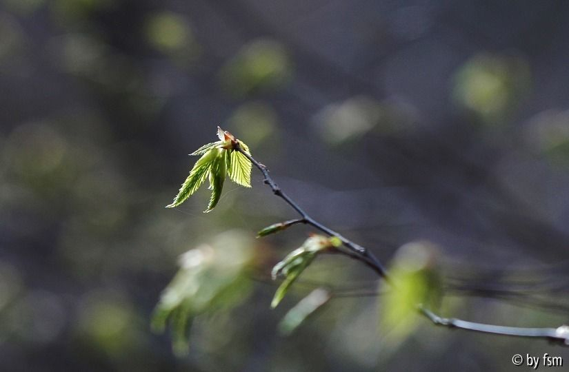 Carpinus Betulus