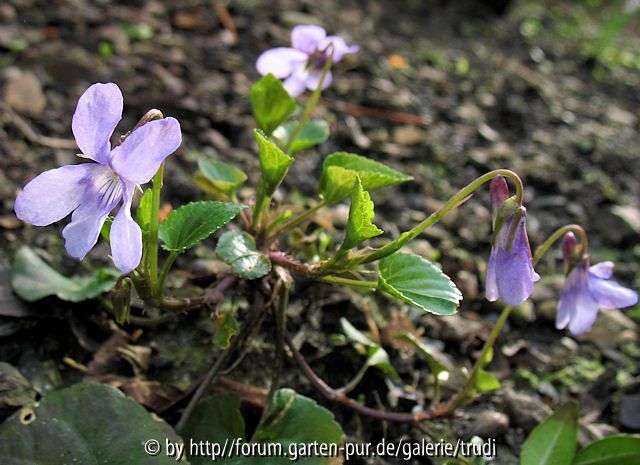 Viola odorata Königin Charlotte