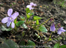 Viola odorata Königin Charlotte