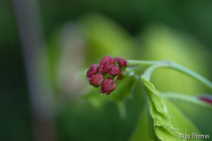 Acer shirasawanum aureum Blüten