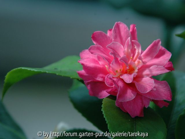 fragrant pink