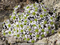 Callianthemum anemonoides