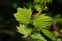 Acer shirasawanum aureum