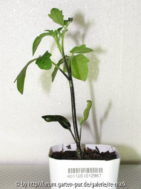 Geteerte Tomatenpflanze