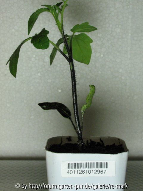 Geteerte Tomatenpflanze