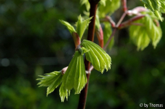 Acer shirasawanum aureum