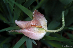Tulpenabschied
