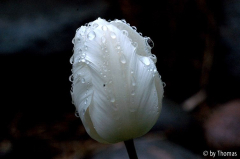 Tulpe Blüte weiß Tropfen