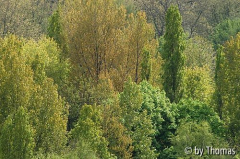 Grünpalette