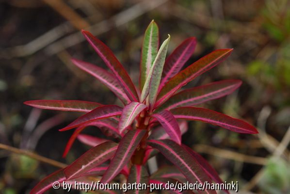 Euphorbia sikkimensis