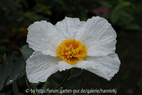 Romneya coulteri
