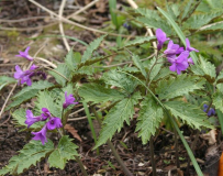 Dentaria glandulosa