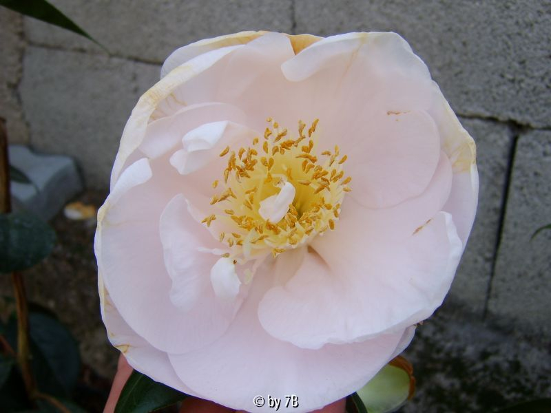 mrs.d.w.davis