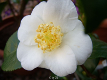 yukimi guruma