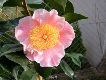 mikuni no humare