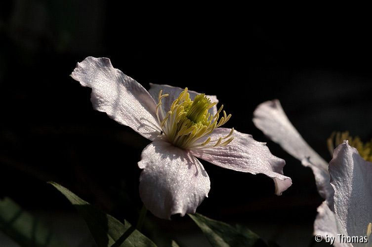 Clematis montana