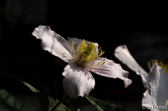 Clematis montana