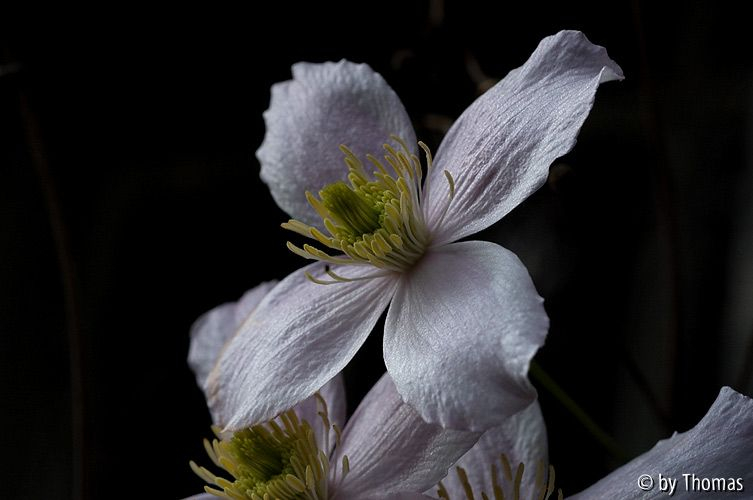 Clematis montana