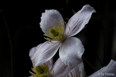 Clematis montana