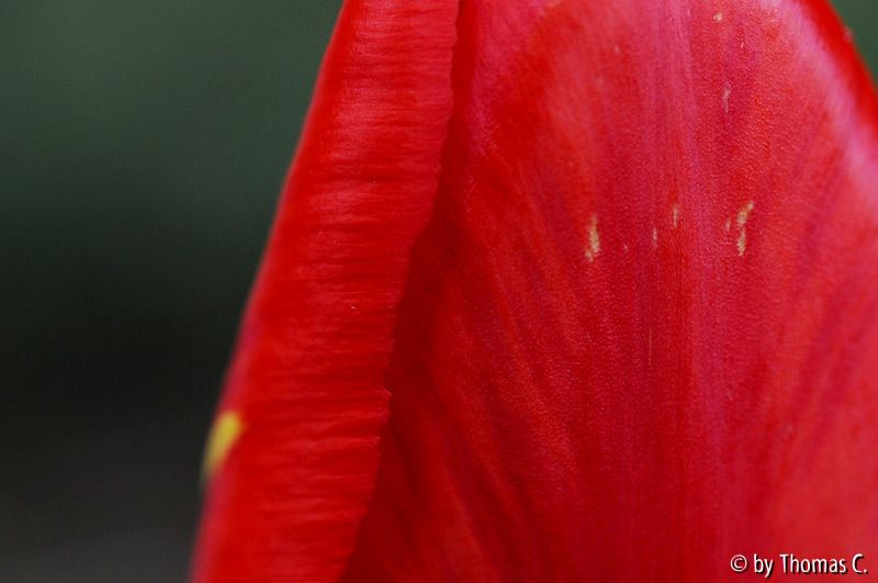 Tulpenrot 01