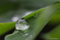 Edler Tropfen, schmutziges Blatt