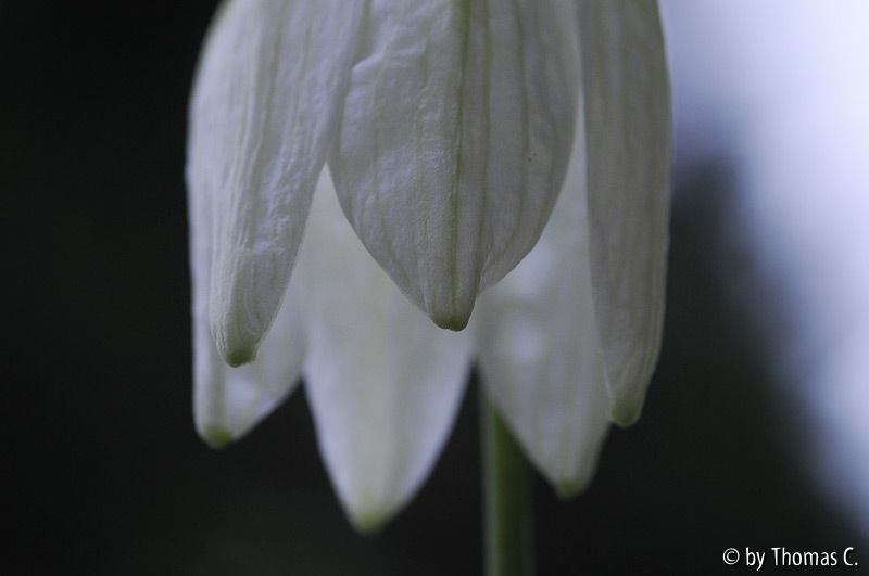 Weiße Fritillaria