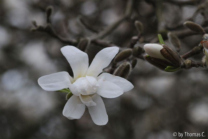 Magnolia stellata Blüte