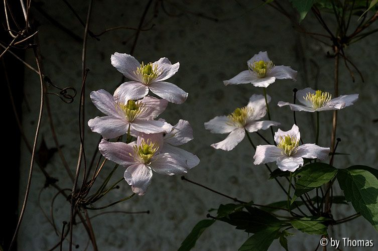 Clematis montana